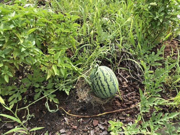 興華大樓綠屋頂