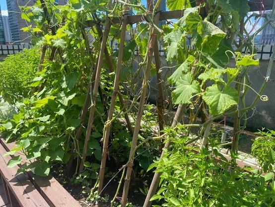 改善後_種植槽(爬藤)