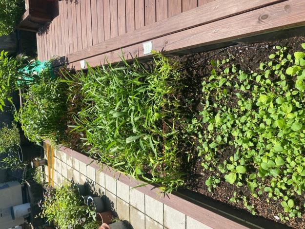 改善後_種植槽(蔬菜)