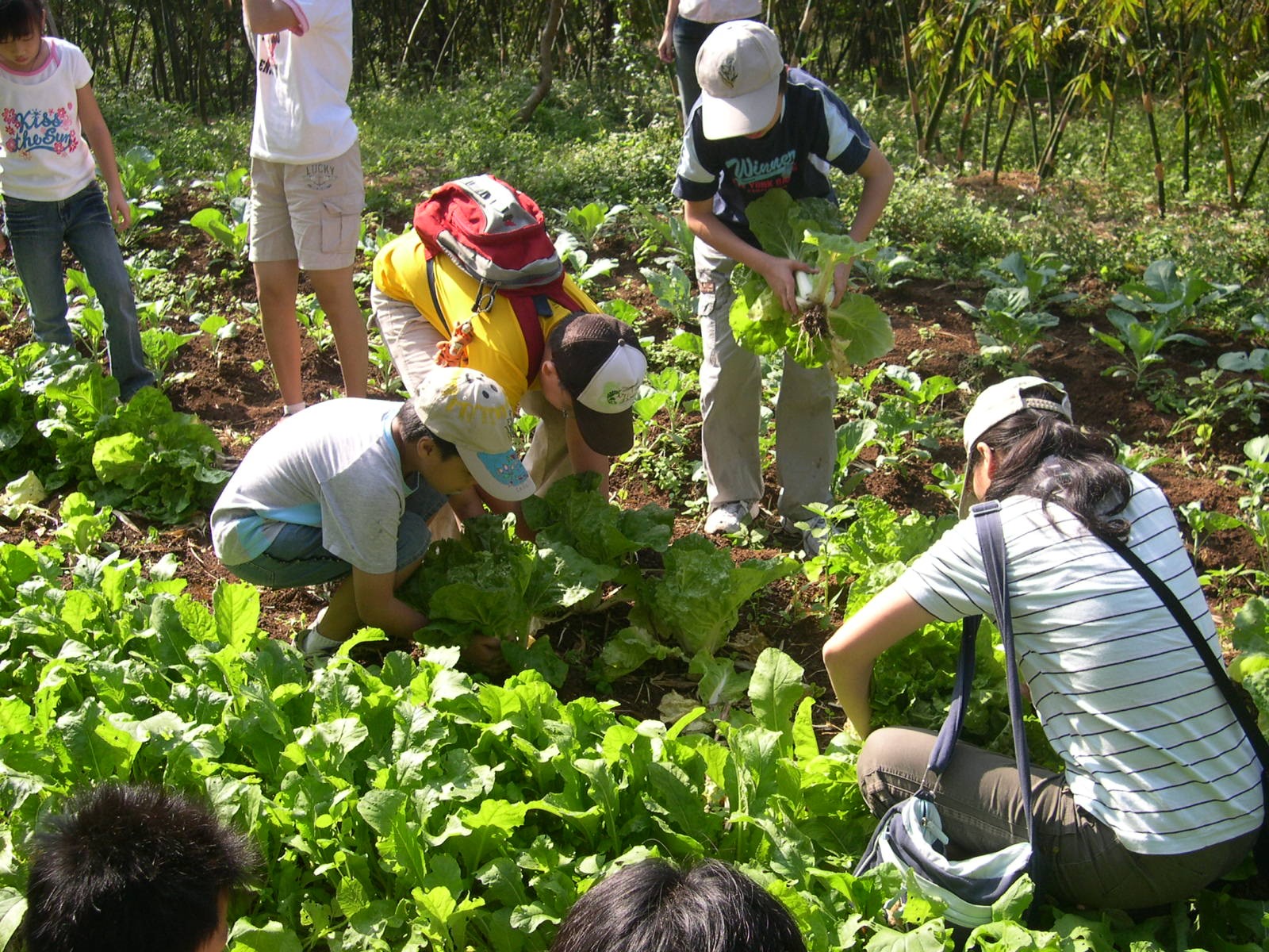 plant teaching