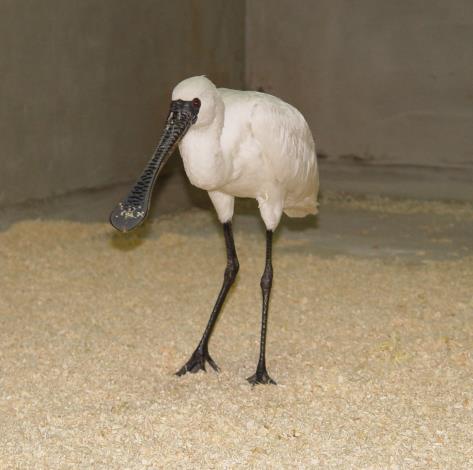 Happy, the male black-faced spoonbill