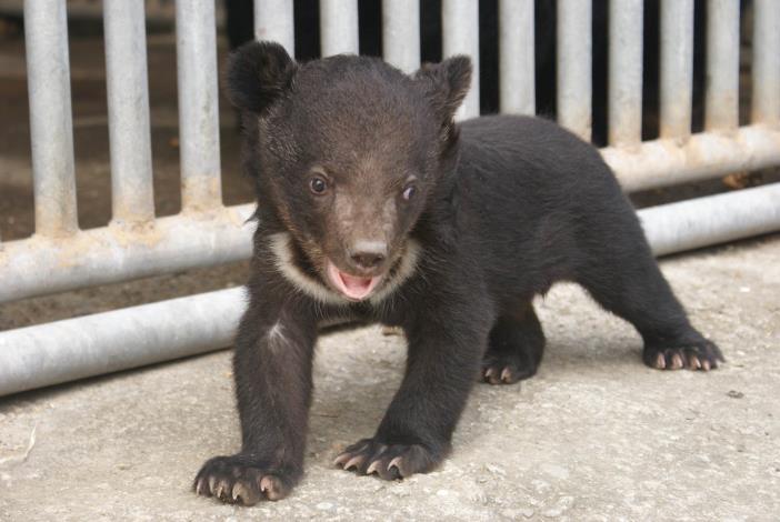 The little Formosan Black Bear cub bred under Animal Adoption 
