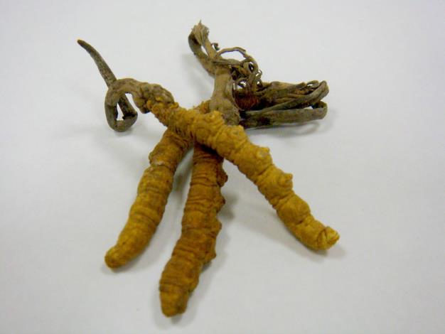 Cordyceps (Chinese caterpillar fungus)