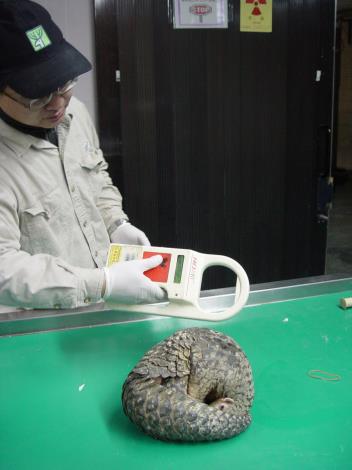 Scanning the chip imbedded in the Pangolin’s body
