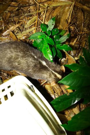 Releasing the Formosan ferret-badger back to the wild
