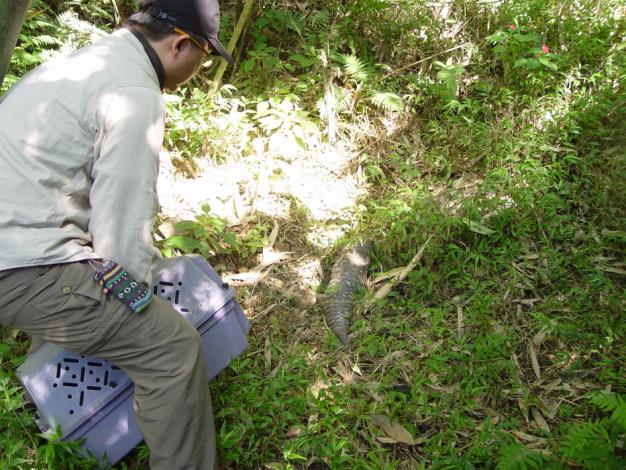 Releasing the Pangolin back to the wild
