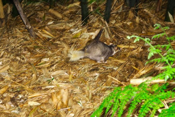 The Formosan ferret-badger runs quickly into the bushes after its release