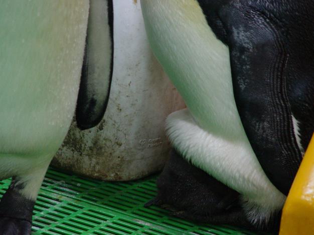 The bashful baby penguin