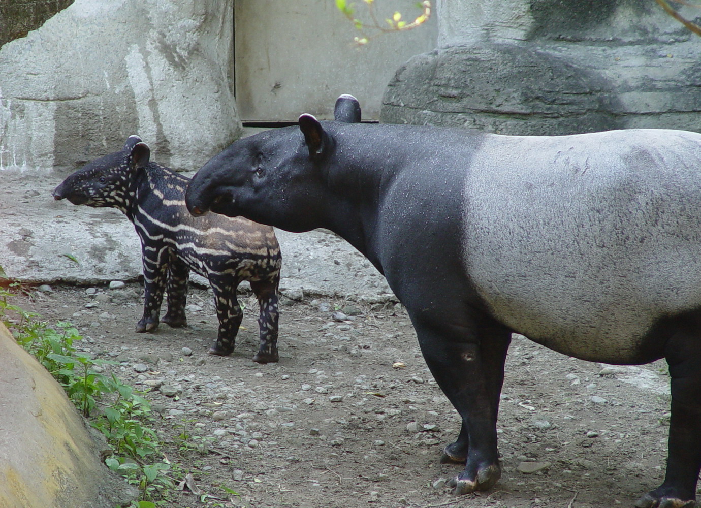 Taipei Zoo-Zoo News-Winning Name for Baby Malayan Tapir
