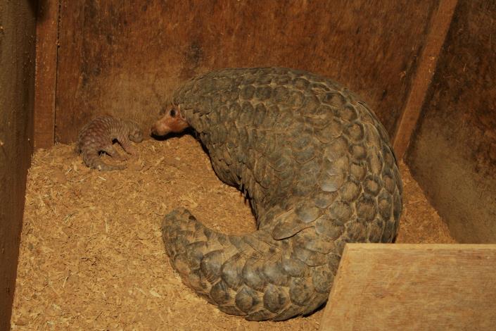 Formosan pangolin
