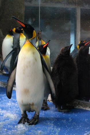 the penguin family