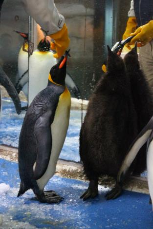 keeper feeding the mother