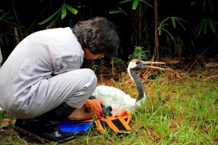 deputy director of Kushiro Zoo introduce Big to display area