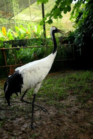 Red-crowned crane, BIG