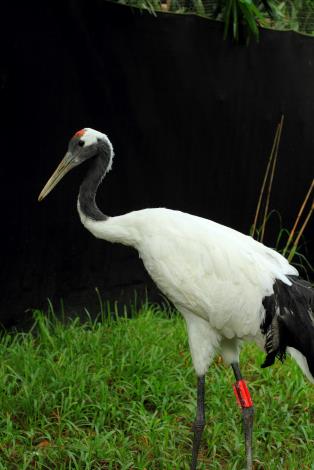 Red-crowned crane, KIKA.