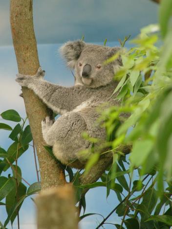 Koala Coral