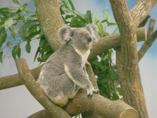 Koala Empress