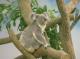 Koala Empress