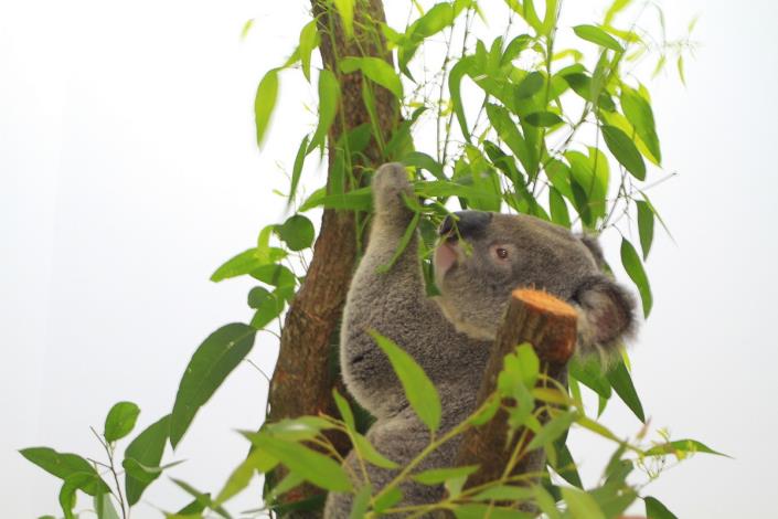 Koala Flynn