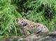 spotted hyena