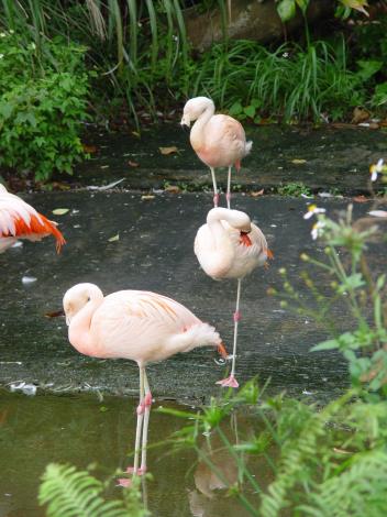 Chilean flamingo