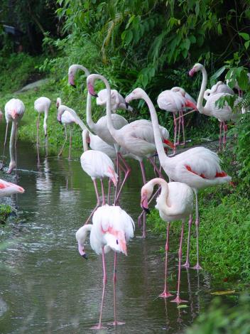 Greater flamingo