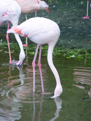 Flamingos feed on plankton and algae