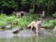 Wolves in Taipei Zoo.