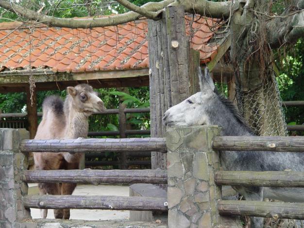 Yan-yu and the donkey are neighbors.