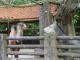 Yan-yu and the donkey are neighbors.