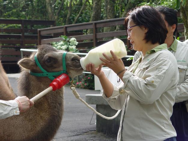 Bactrian camel calf is drinking milk.