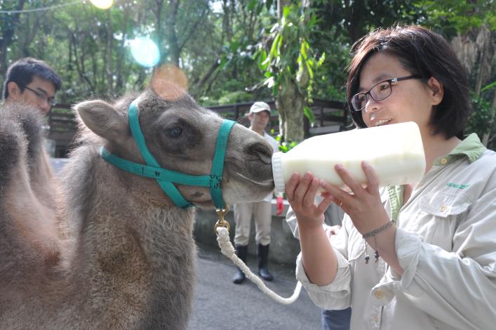 Yan-yu stooped to drink milk.