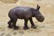White Rhinoceros Calf