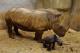 Mother and Calf