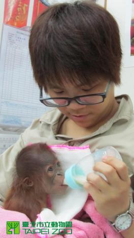 Keepers feeding Orangutan Baby