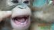 Growing front teeth 