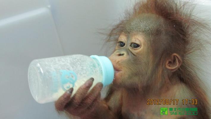 Nui-li drinking milk