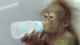 Nui-li drinking milk