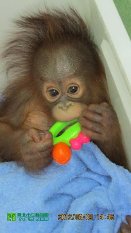 Orangutan baby cover by towel
