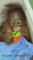 Orangutan baby cover by towel