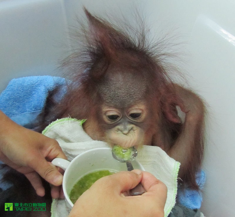 Taipei Zoo News Little Orangutan  S One Year Old Birthday Party