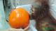 She got her first jack-o-lantern on Holloween
