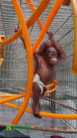 Orangutan claiming