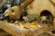 South American Coati baby in the house