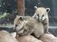 Two South American Coati Babies playing