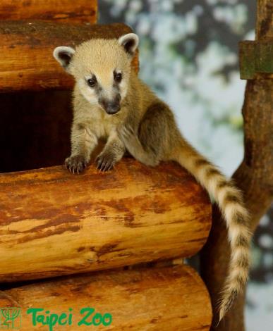 South American Coati baby   