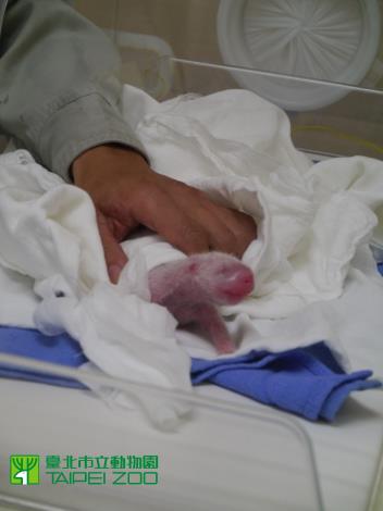 Newborn Giant Panda