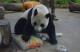 Yuan Yuan eating the cake