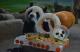 Yuan Yuan and the cake