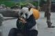 Tuan Tuan eating fruit steak